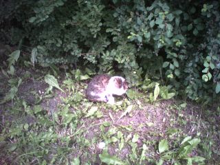 Nie tylko ludzie pielgrzymują do Lichenia… ;-)